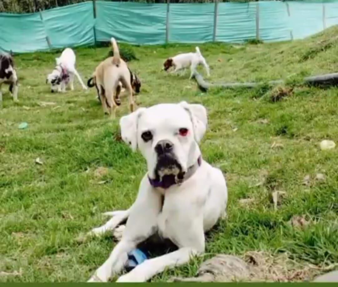 Amapola perrita desaparecida en Bogotá