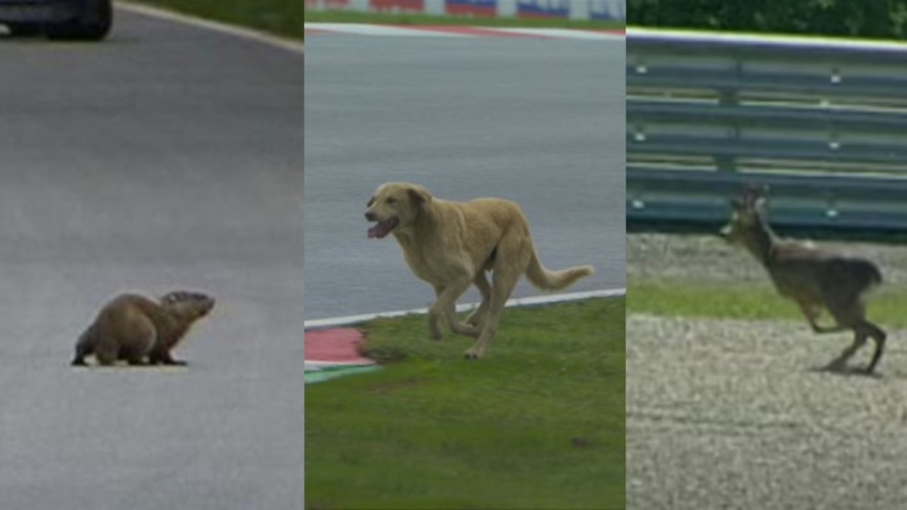 Animales F1