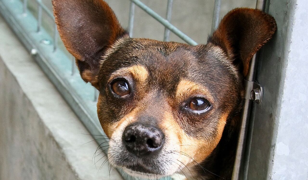 Las indignantes imágenes fueron repudiadas por la comunidad (imagen de referencia)