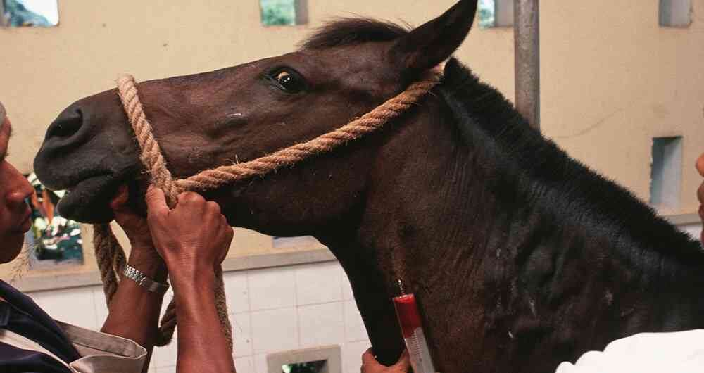 En el video se puede correr a la vaca en compañía de un caballo que salta sin problema los obstáculos. 