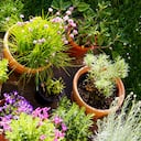 Idyllic springtime scene in Italian garden with pots of flowering plants and kitchen herbs. French lavender, strawflower, chives, bluebells, rosemary, sage.