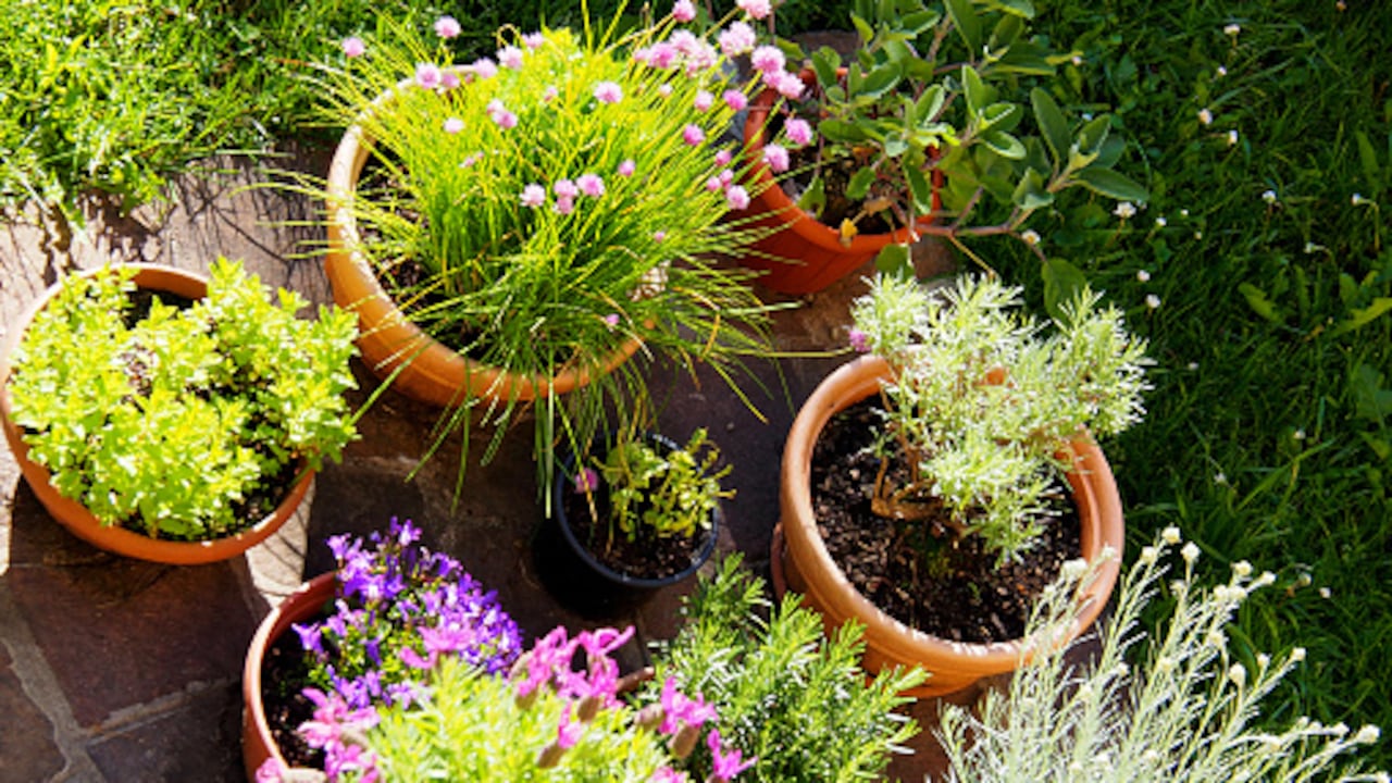 Tener plantas medicinales en la casa pueden ayudar a curar algunas heridas en cuerpo.