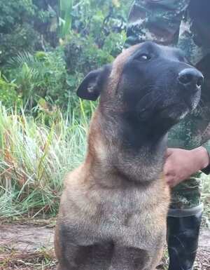 En medio de la búsqueda del perro Wilson, Ejército logra salvarle la vida a Óliver, mordido por una serpiente. Esta es la historia