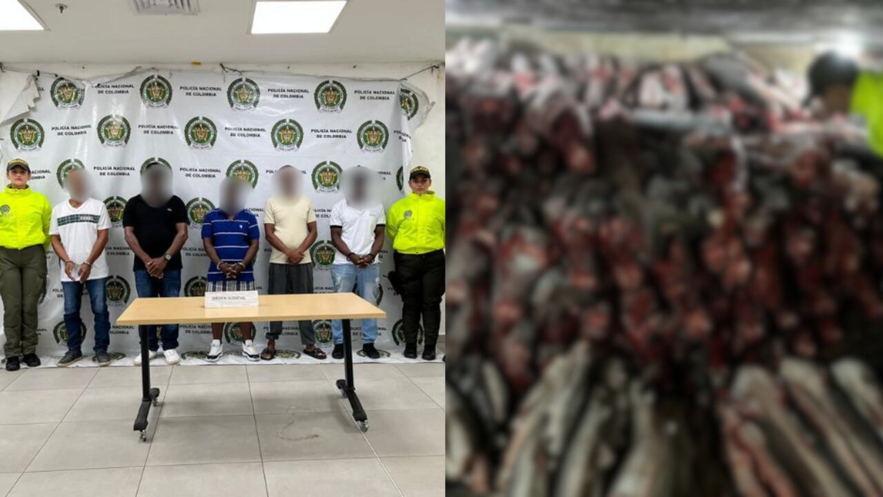 Hijo de exnarco es vinculado con el tráfico de tiburones en Colombia.