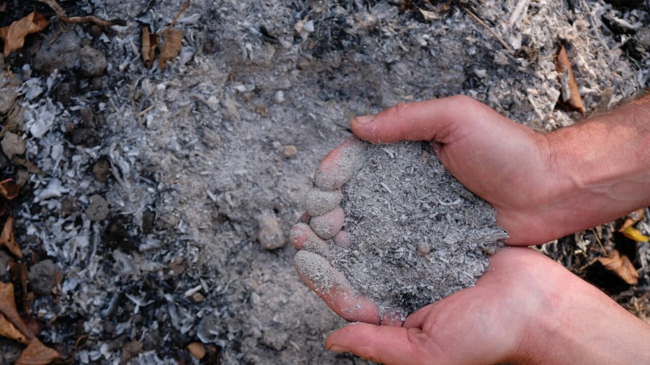 Los investigadores observaron directamente al sospechoso, Daniel Stearns, de 32 años, que intentaba enterrar algunos de los restos.