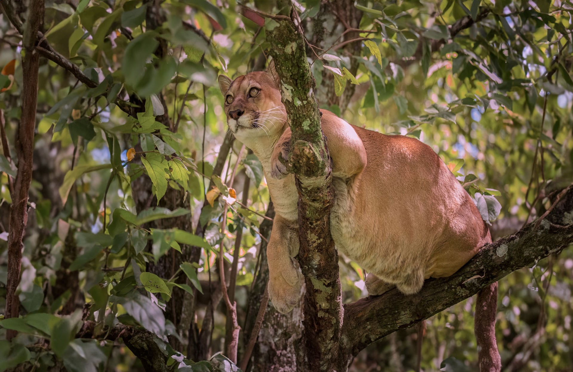 El puma concolor es una de las especies más emblemáticas de la fauna local.