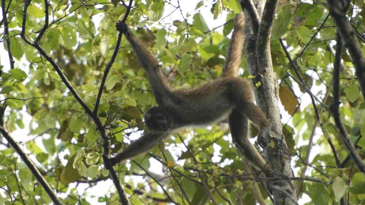 Este es el mono araña café, marimonda del Magdalena o choibo. Foto: Mauricio ‘El Pato’ Salcedo – WCS Colombia.