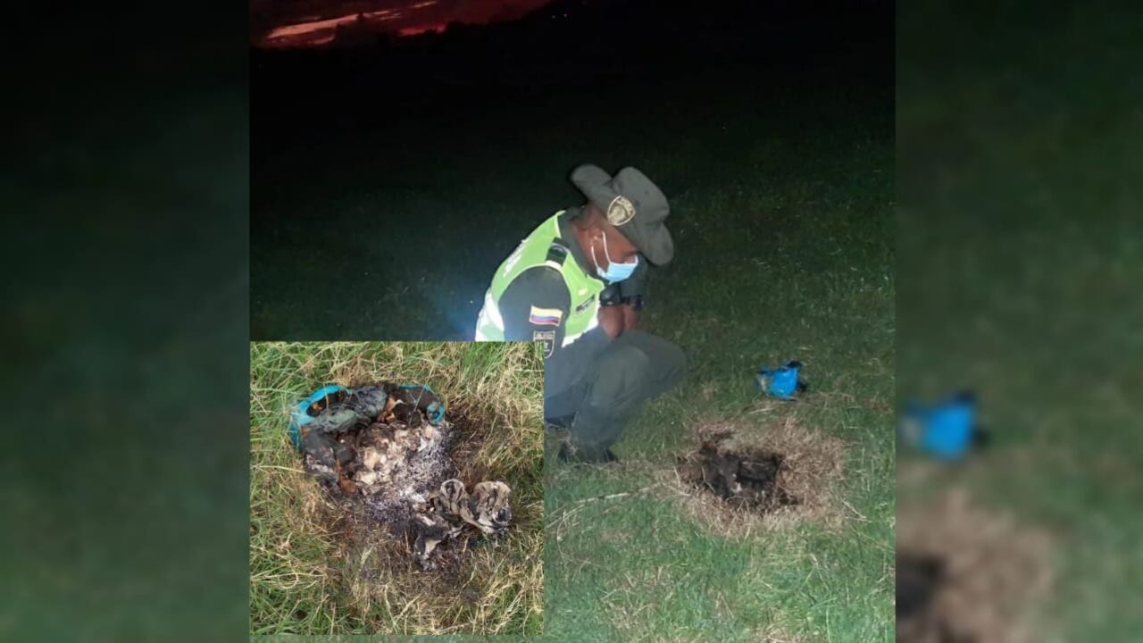 Nuevo caso de maltrato animal: asesinan a cinco cachorros.