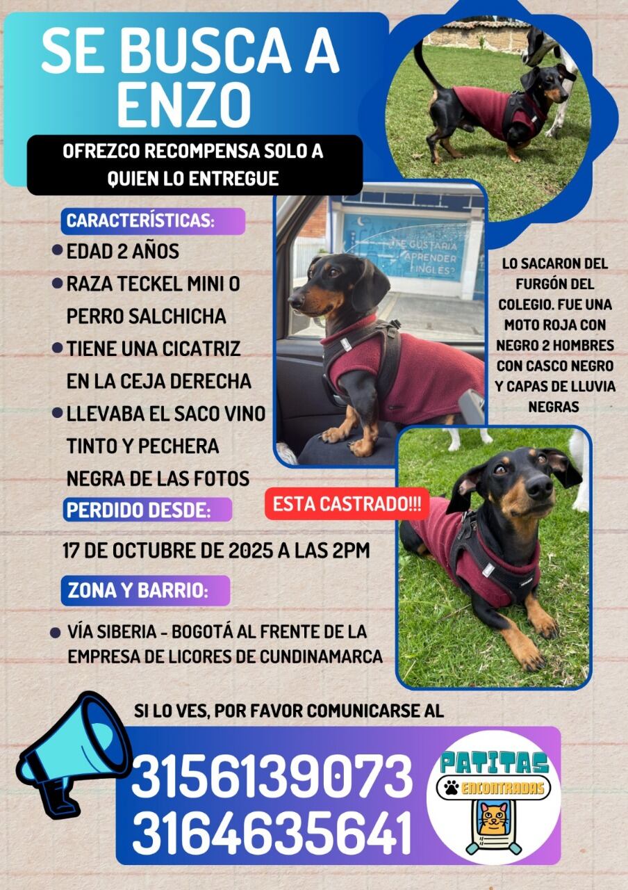 Enzo, perrito perdido
