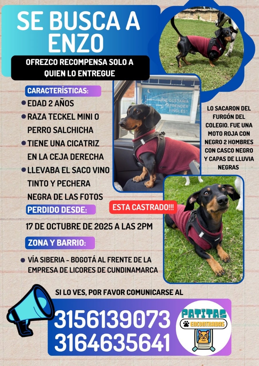 Enzo, perrito perdido