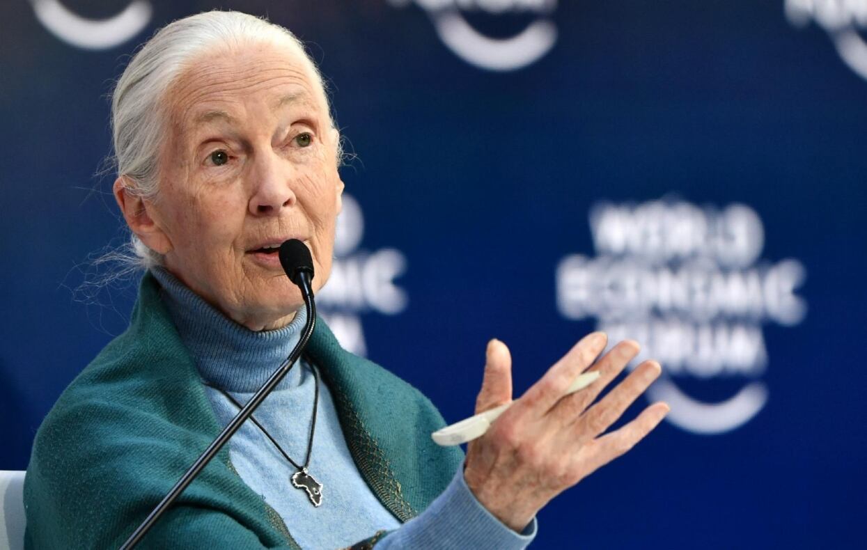 Jane Goodall, de 88 años, es conocida gracias a sus seis décadas de trabajo pionero en Tanzania donde estudió a los chimpancés y encontró comportamientos “similares a los humanos”.