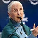 Jane Goodall, de 88 años, es conocida gracias a sus seis décadas de trabajo pionero en Tanzania donde estudió a los chimpancés y encontró comportamientos “similares a los humanos”.
