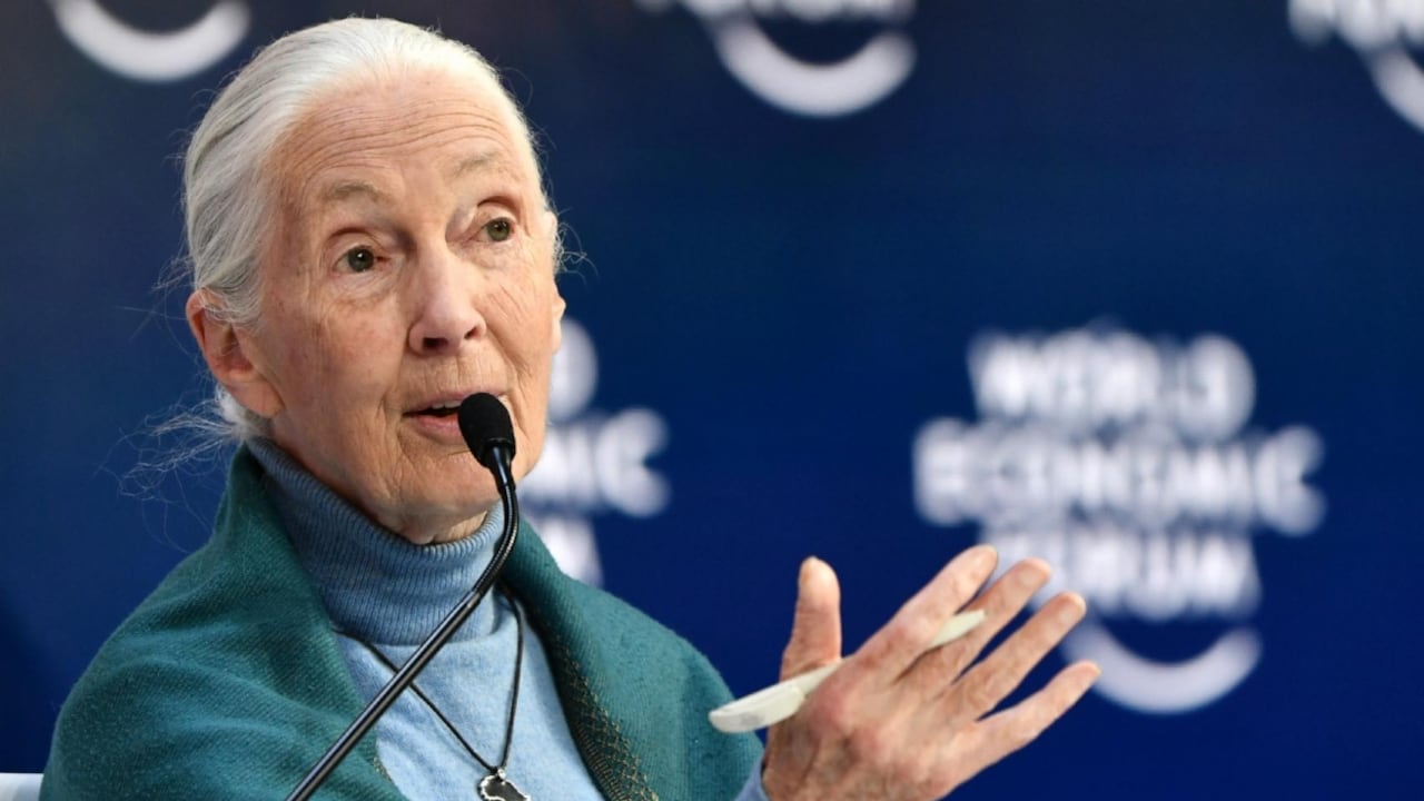 Jane Goodall estudió seis décadas a los chimpancés y encontró comportamientos “similares a los humanos”.