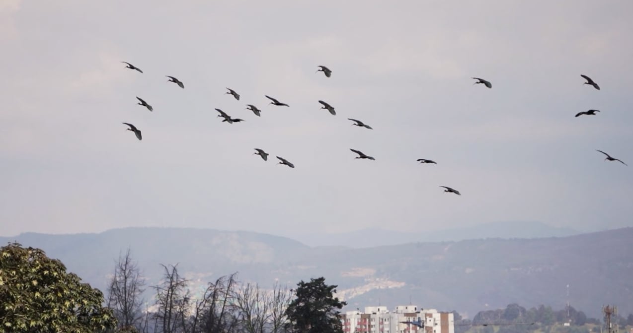 En el aeropuerto El Dorado se han registrado 154 especies de aves, algunas migratorias y otras residentes.