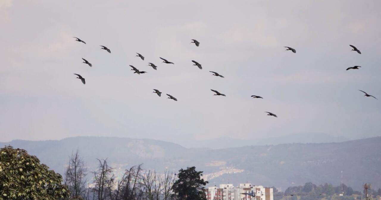 En el aeropuerto El Dorado se han registrado 154 especies de aves, algunas migratorias y otras residentes.