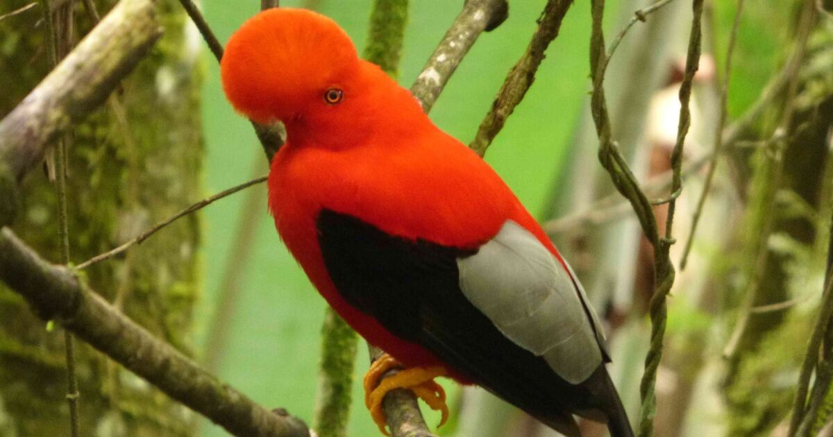 Gallito de Roca Andino (Rupicola peruvianus)