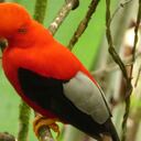 Gallito de Roca Andino (Rupicola peruvianus)