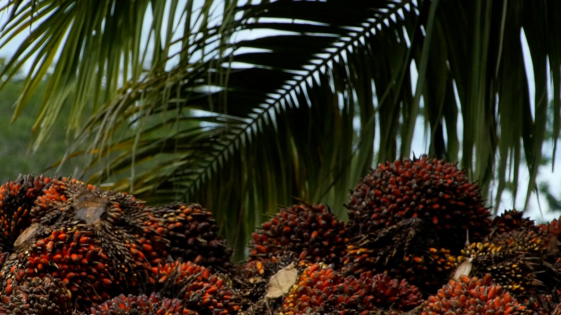 La expansión hacia nuevos destinos, junto con la constante mejora en los procesos de trazabilidad y sostenibilidad, posiciona a Colombia como un referente en la producción responsable de palma de aceite.