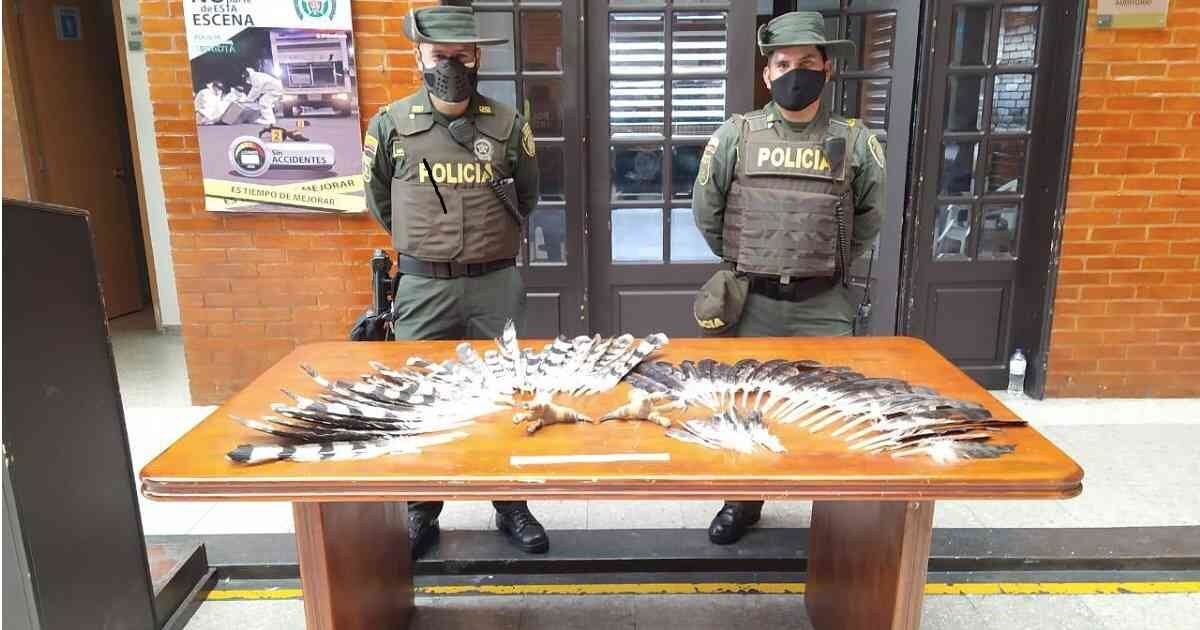 Incautación de partes de águila en El Dorado