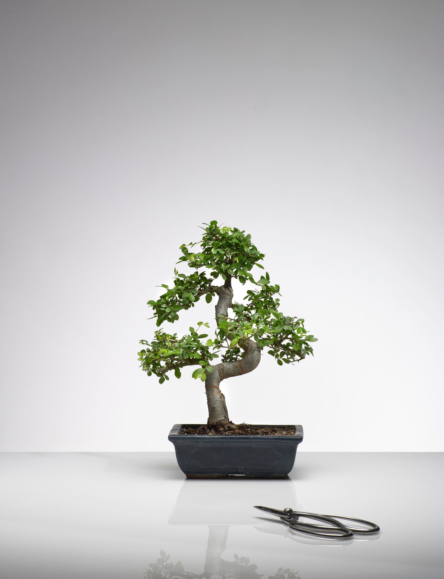 Bonsái, 'planta' muy común.