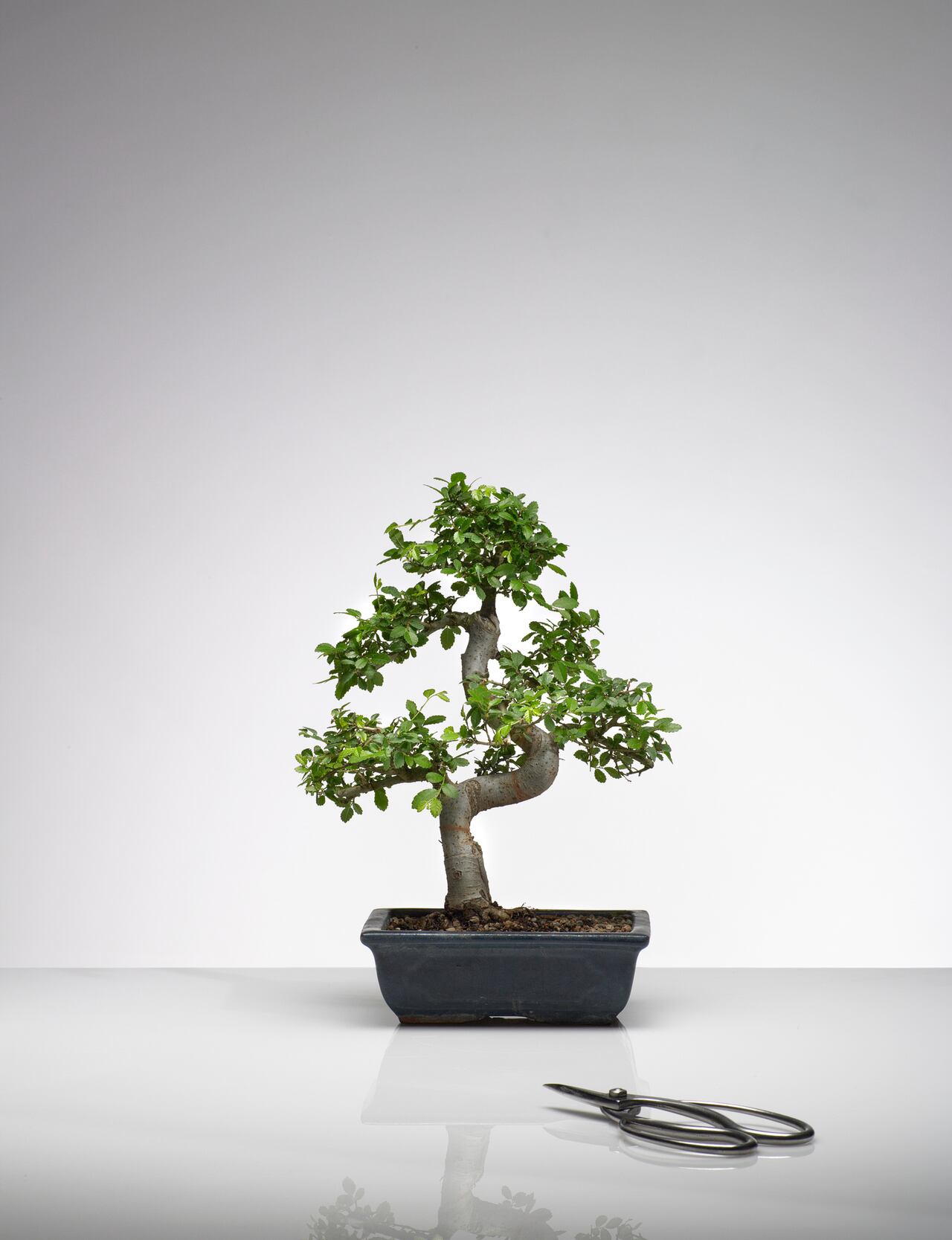 Bonsái, 'planta' muy común.