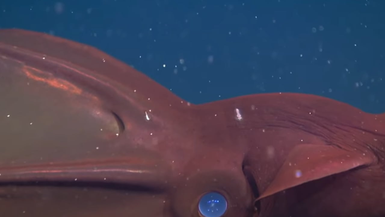 Calamar del infierno captado en cámara.