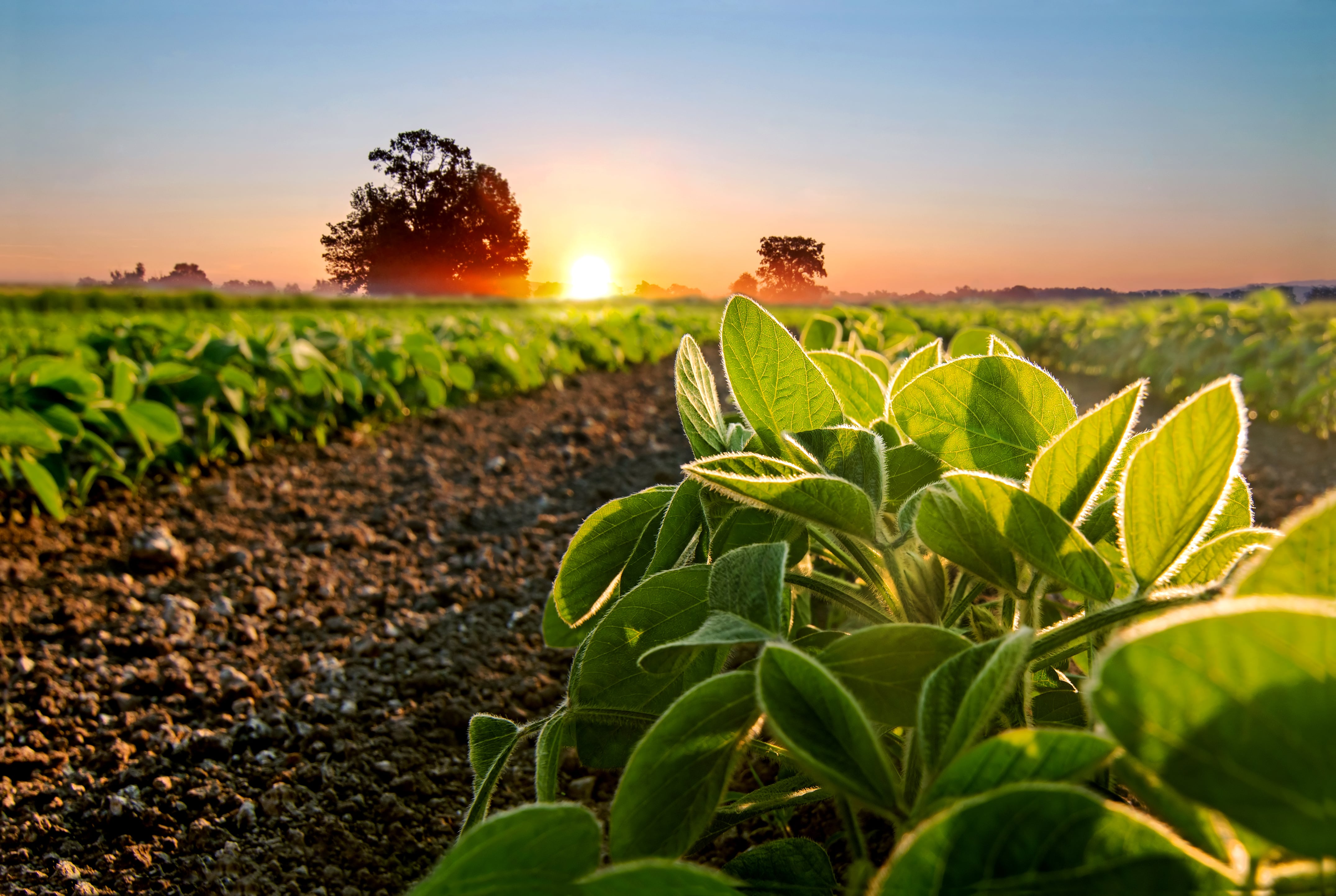 En Latinoamérica, 50 empresas ya aplican un estándar auditado para la producción sostenible de soya, 16 de ellas en Colombia, con verificación del Consejo de Exportación de Soya de Estados Unidos.
