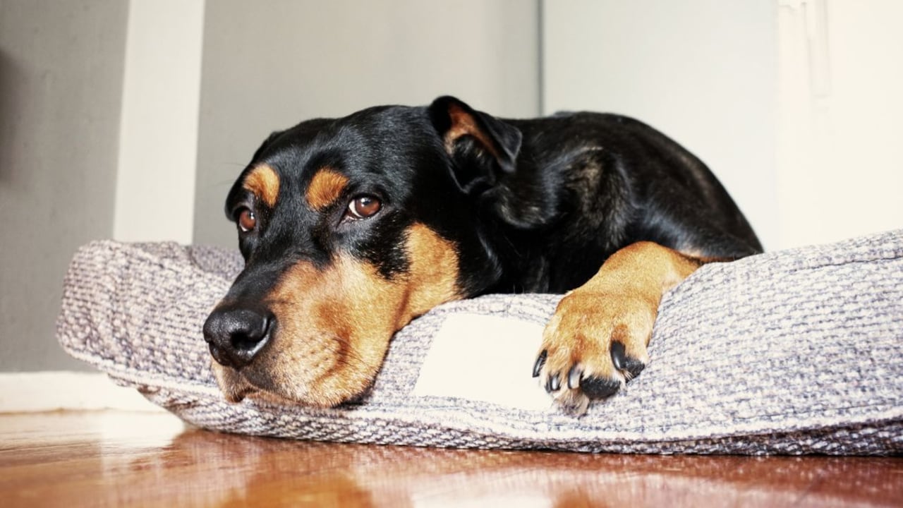 Olores que no les gusta a los perros.