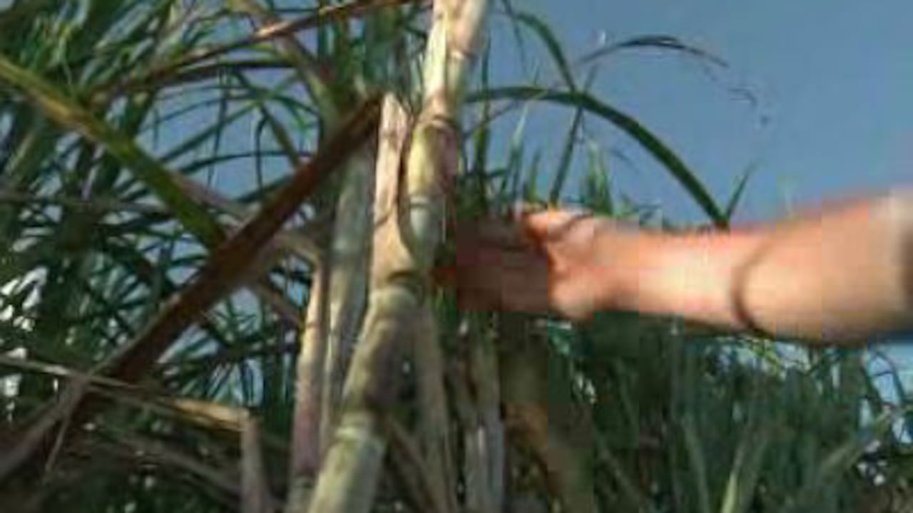 Colombia está en el Top 20 de los mayores productores de azúcar del mundo.