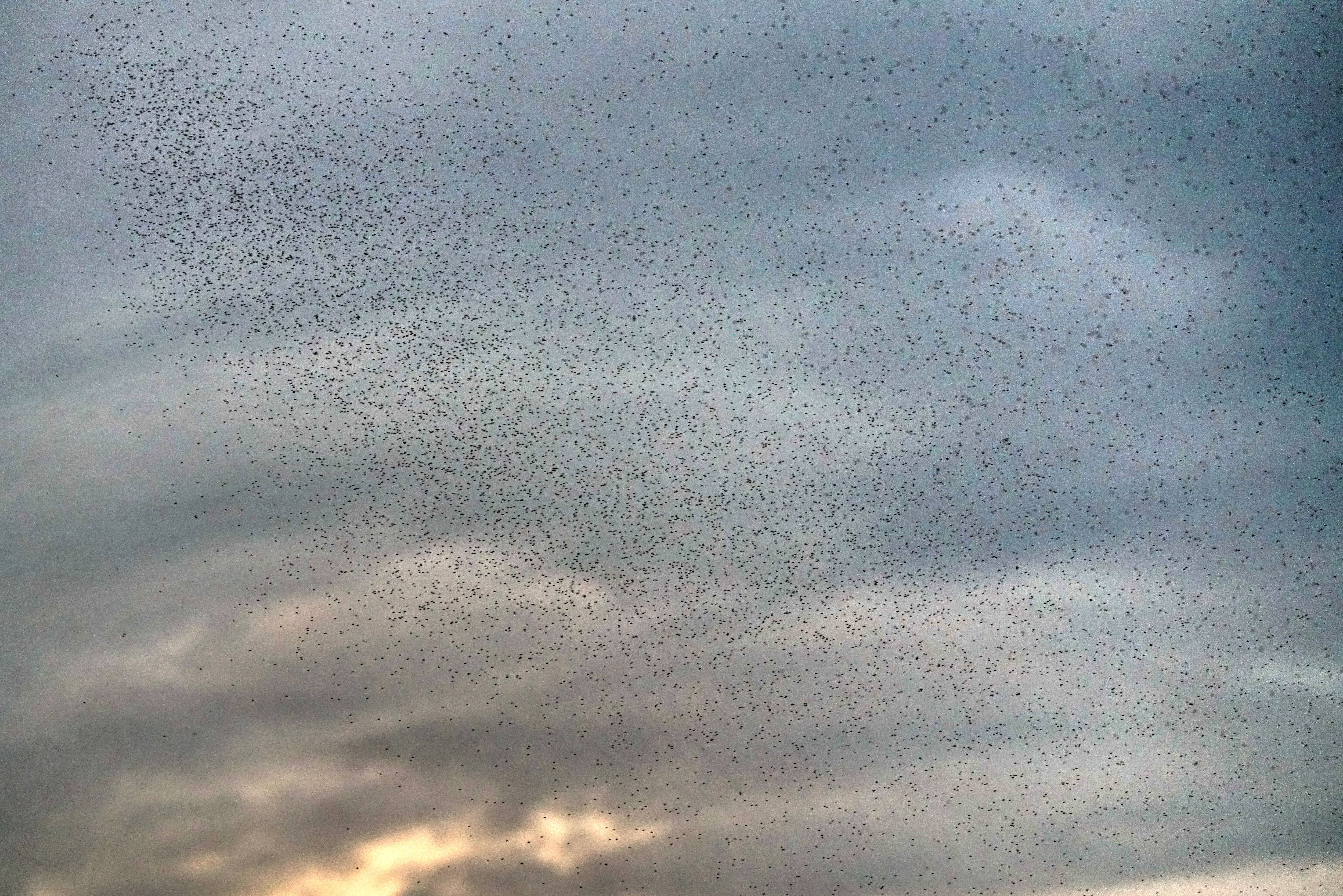 Así se ve una nube de insectos volando por Cali, lo que advierte que se debe tener mucha precaución, ya que hay aumentos de casos con dengue, que estos insectos transmite. La Secretaría de Salud de Cali informó que pese a esfuerzos de la administración el brote de dengue sigue activo, el llamado es a no bajar la guardia.