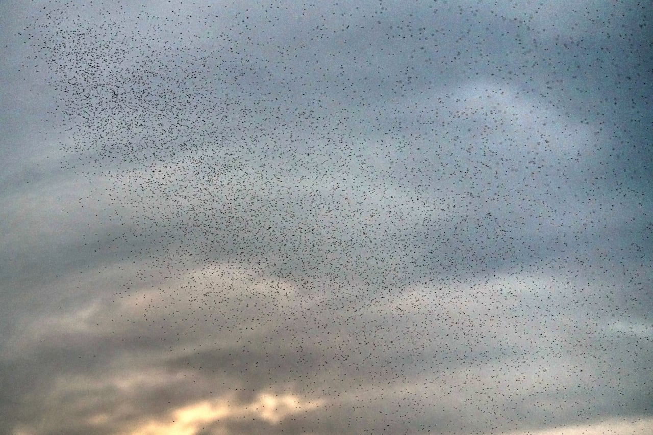 Así se ve una nube de insectos volando por Cali, lo que advierte que se debe tener mucha precaución, ya que hay aumentos de casos con dengue, que estos insectos transmite. La Secretaría de Salud de Cali informó que pese a esfuerzos de la administración el brote de dengue sigue activo, el llamado es a no bajar la guardia.