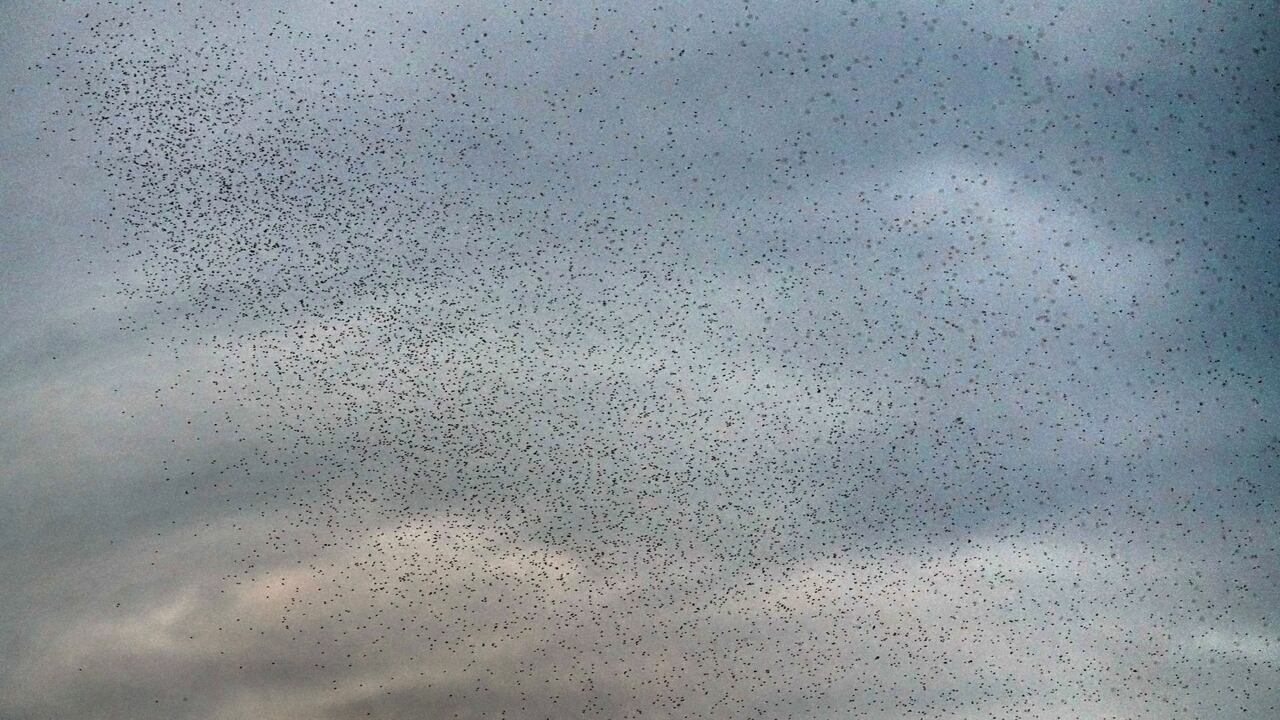 Así se ve una nube de insectos volando por Cali, lo que advierte que se debe tener mucha precaución, ya que hay aumentos de casos con dengue, que estos insectos transmite.