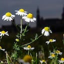Manzanilla. Photo: Robert Michael/dpa-Zentralbild/ZB (Photo by Robert Michael/picture alliance via Getty Images)