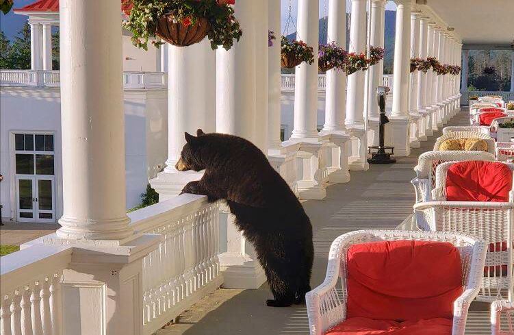 Un oso negro se asoma sobre una barandilla en el Omni Mount Washington Resort, justo después de la salida del sol en Mount Washington, NH. Después de que el personal hizo ruido, el oso bajó las escaleras y volvió al bosque. (Sam Geesaman / Omni Mount Washington Resort a través de AP)
