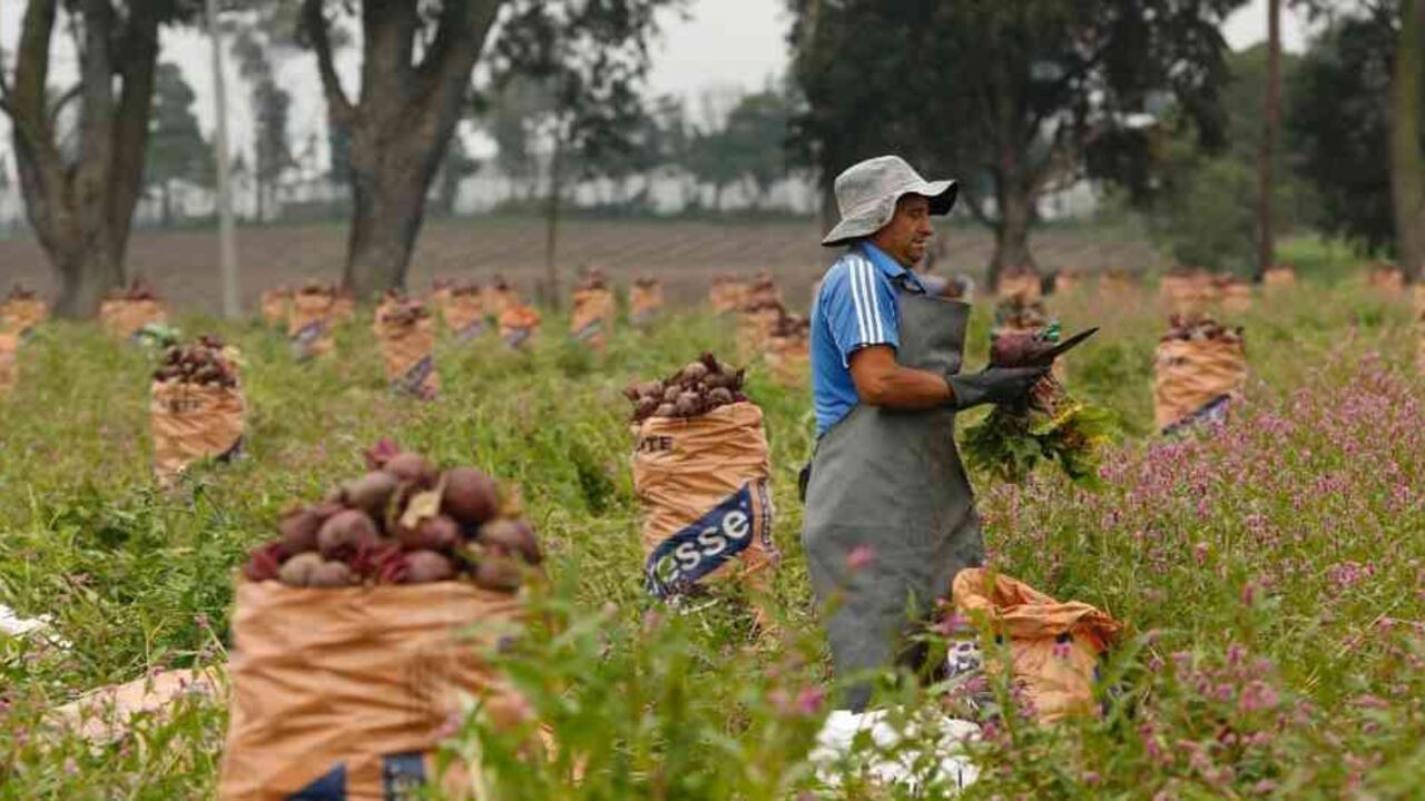 De acuerdo con el ministro la iniciativa se suma a un convenio que se tiene con el Sena de 16 plataformas más, institución que además los capacitaran en su uso para que hagan sus ventas virtuales.
