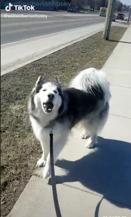 Tik Tok: @williesiberianhusky
