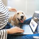 A través de este buscador se pueden conseguir todo tipo de servicios para mascotas