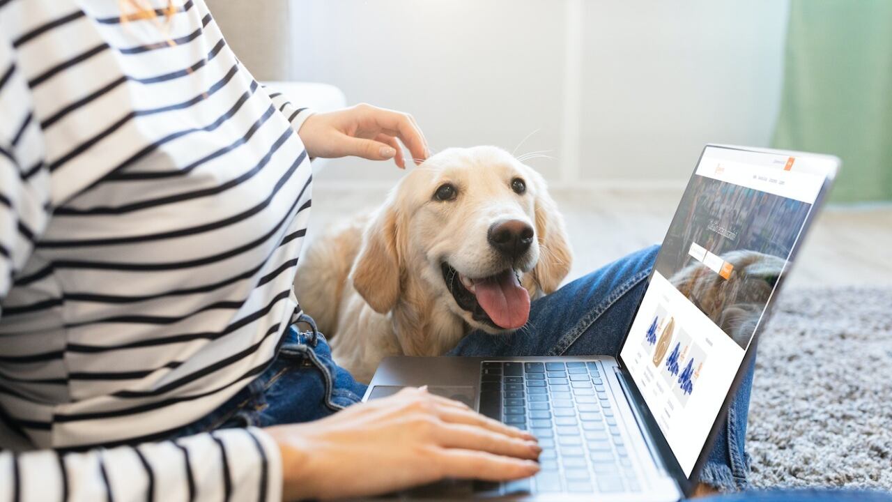 A través de este buscador se pueden conseguir todo tipo de servicios para mascotas