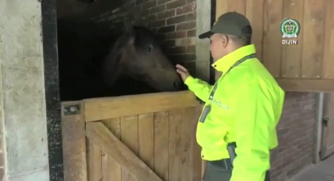 Rodeado de lujos, excentricidades y caballos de paso fino vivía Orlando Sánchez Cristancho, el hombre del overol en el 2017 antes de ser extraditado a los Estados Unidos.