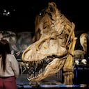 Una reproducción a gran escala de un esqueleto fósil de Tyrannosaurus rex T. rex se exhibe durante una vista previa para los medios de T. rex: The Ultimate Predator en Science World en Vancouver, Columbia Británica, Canadá, el 25 de febrero de 2022.