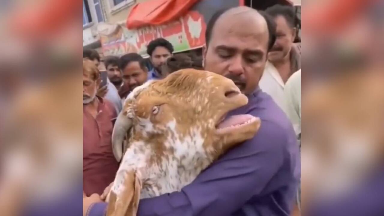 El video circula a través de las redes sociales despertando sorpresa en los internautas, quienes cuestionan que aún, tras la expresión de amor por parte del animal, el dueño lo hubiese vendido.