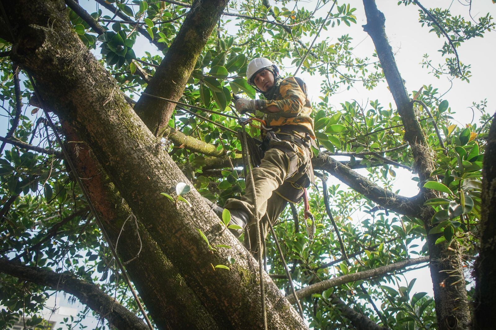 Plan de choque por caída de árboles en Medellín