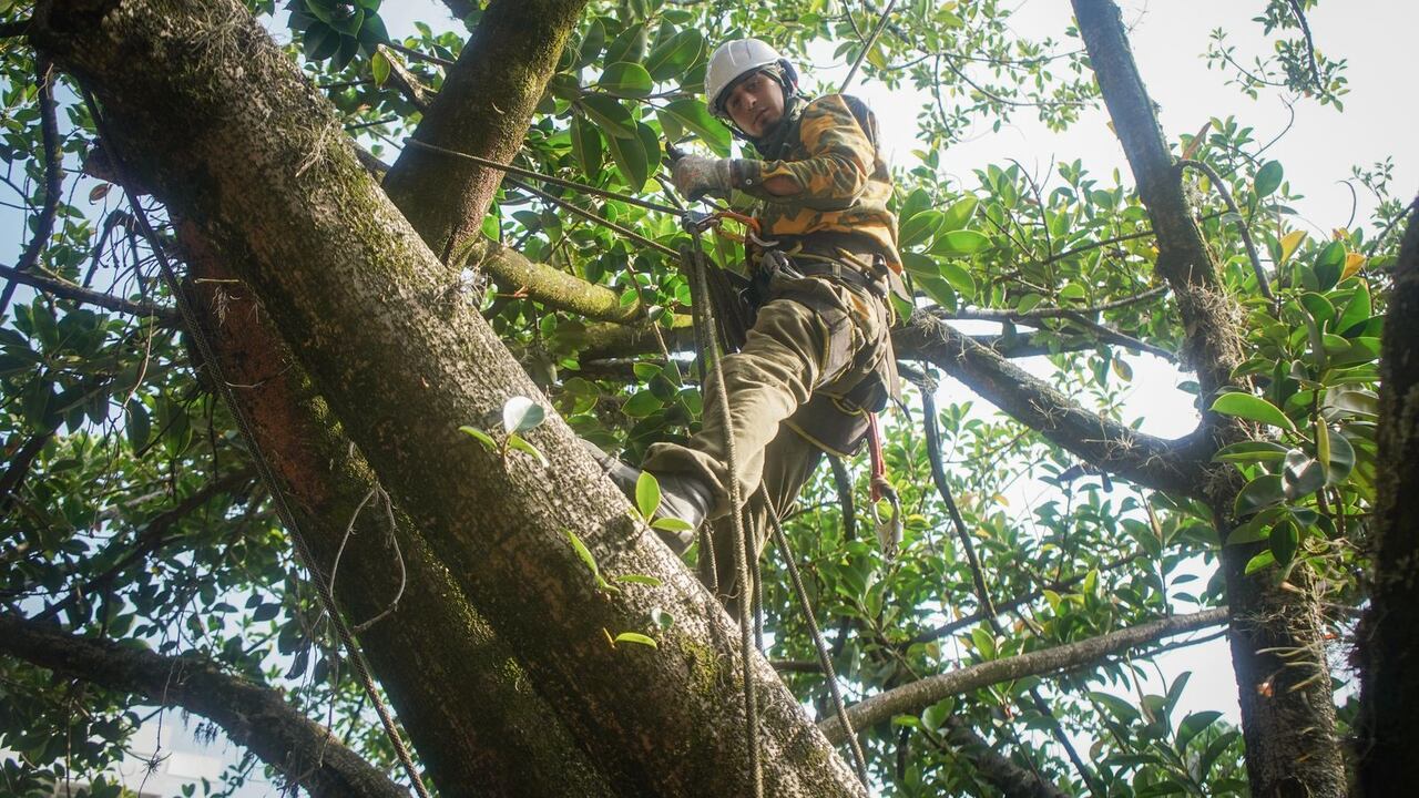 Plan de choque por caída de árboles en Medellín
