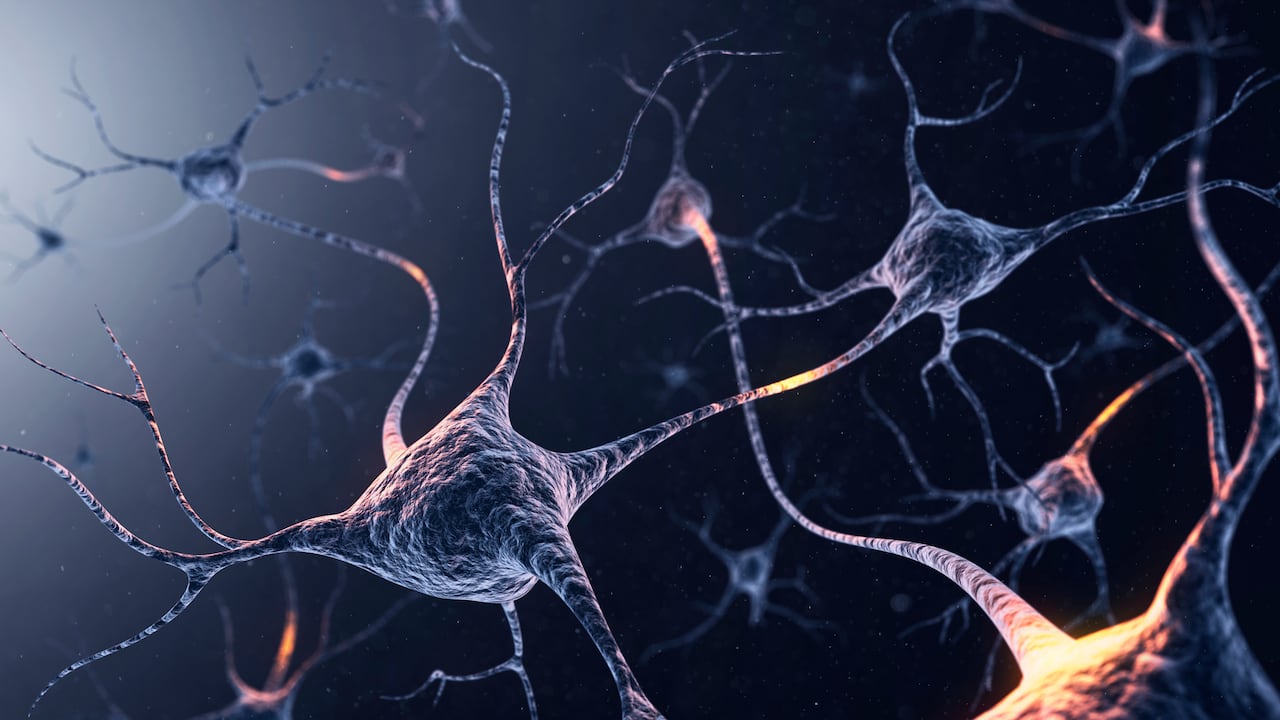 Mantener una buena salud cerebral es fundamental para el organismo.