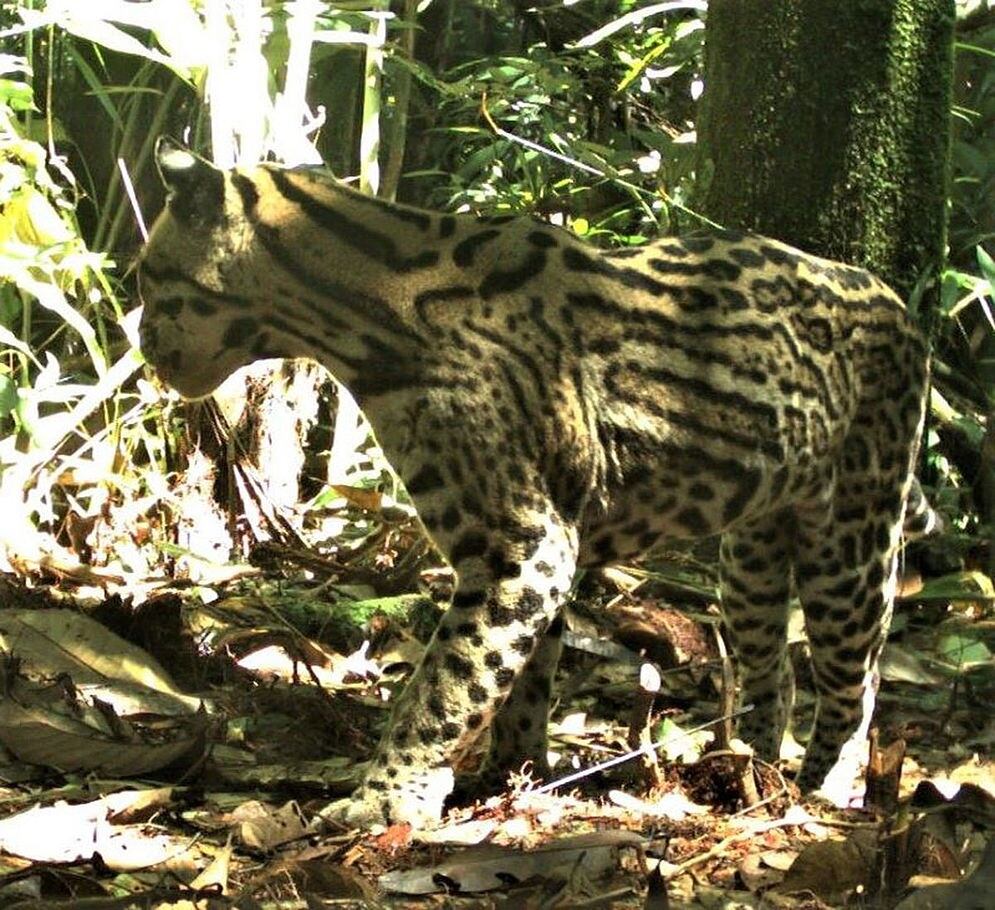 Ocelote registrado por cámara trampa en la cuenca baja del río Putumayo.
