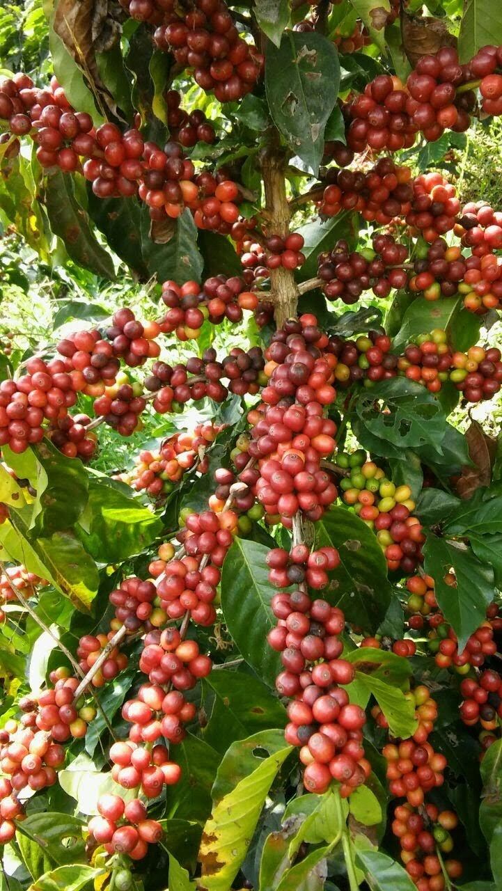 En el Quindío esperan un buen número de personas laborando en las haciendas para aprovechar esta oportunidad de empleo en la recolección del grano