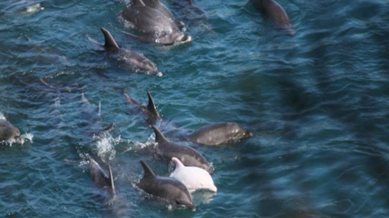 Foto de ángel mientras su manada estaba siendo llevada al sitio de matanza.