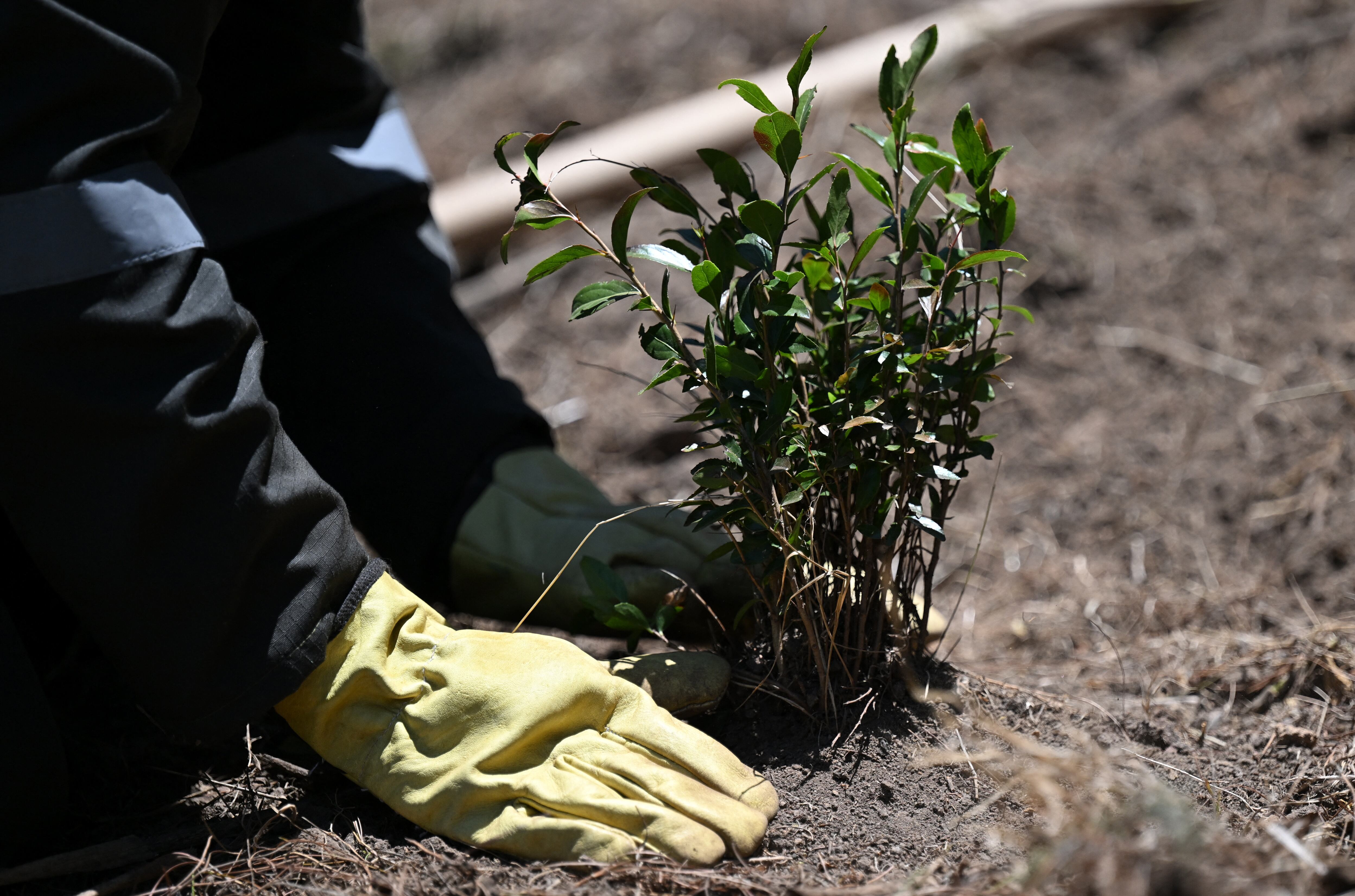 El programa de justicia restaurativa de la JEP comenzó a operar con 46 militares retirados y el objetivo de la Jurisdicción es que para finales de año puedan ser hasta 60 quienes estén realizando ese proceso a partir de la siembra de árboles y otras labores de ciudado del ecosistema.