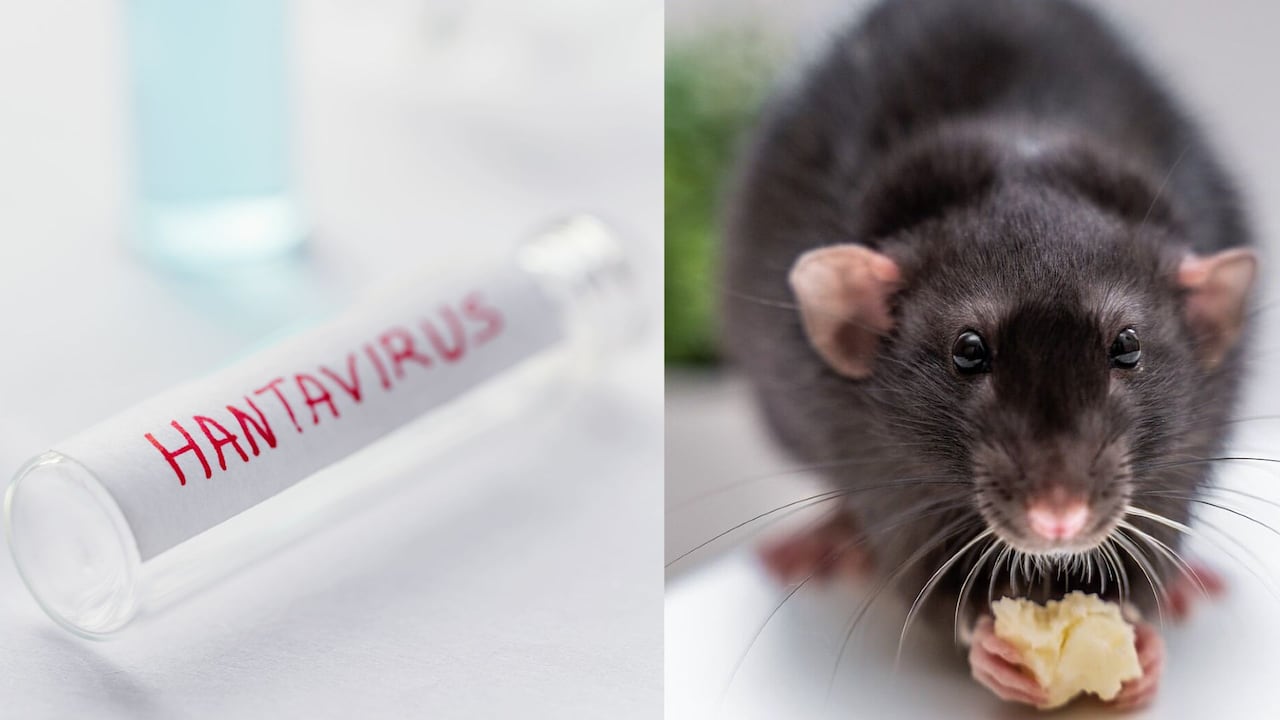 El hantavirus está asociado a roedores, principales portadores del virus que preocupa a autoridades de salud.