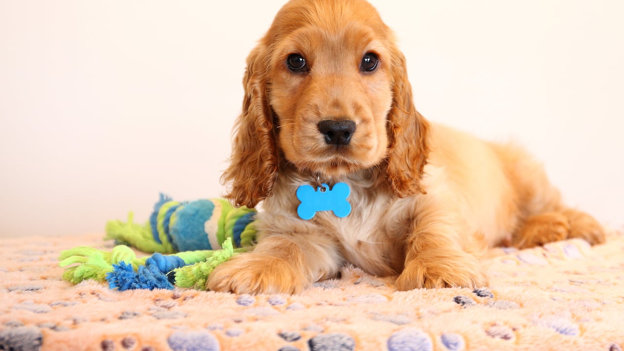 En Colombia se trata de avanzar hacia el logro de documento de identificación para las mascotas.